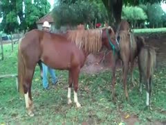 In the park, brown horses are having sex.